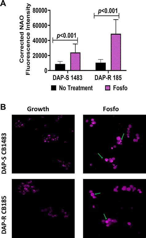 Synergy Mechanisms Of Daptomycin Fosfomycin Combinations In Daptomycin