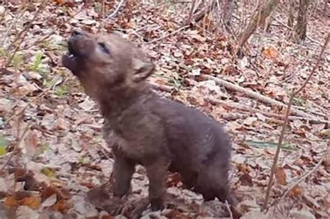 Un Cucciolo Di Lupo Che Ulula Il Video Del Parco Del Partenio Che