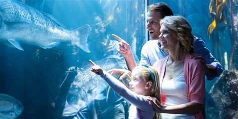 Aquarium of the Pacific Tickets 2024 | Book TicketsToDo Online