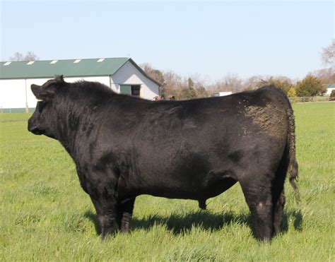 Angus Yearling Bull For Sale Sb10 2644 Sire Buyer