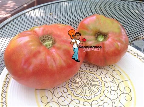 Giant Belgium Tomato Seeds For Sale At Renaissance Farms