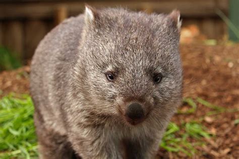 Everything You Need To Know About Wombats Bonorong Wildlife Sanctuary