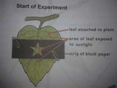 6 Design An Experiment To Show That Sunlight Is Essential The Process