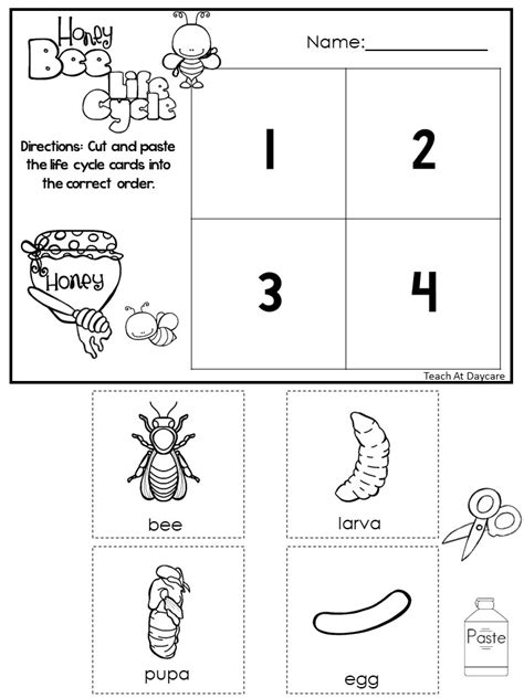 Free Printable Bee Life Cycle Worksheets for Kids - Worksheets Library