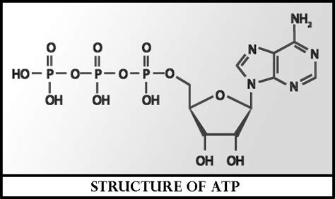 What is the function of ATP in cell metabolism? Explain with the aid of ...