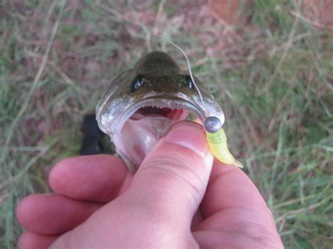 South African Largemouth Bass Pictures And Photographs