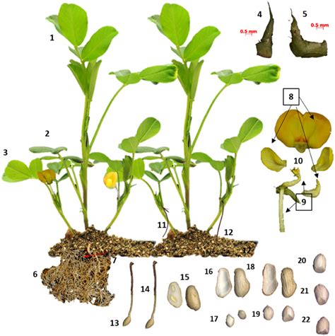 Frontiers A Developmental Transcriptome Map For Allotetraploid