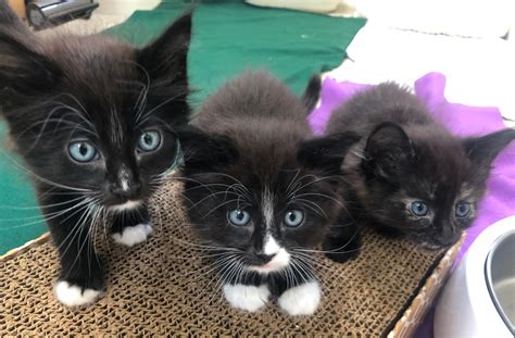 Technology will soon simplify cat fostering near me for everyone 24