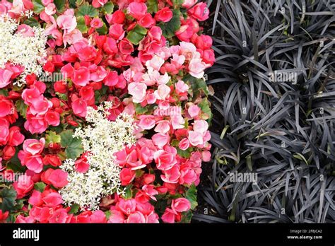 Top View Of Ophiopogon Begonias And Clematis Stock Photo Alamy