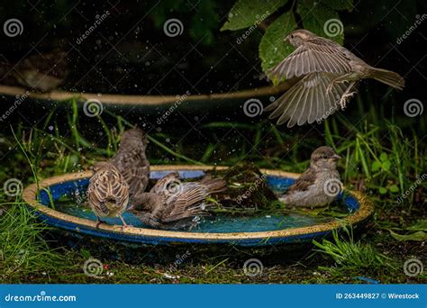 Sparrows Bathing In Fountain Royalty Free Stock Photography