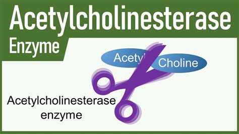 Acetylcholinesterase Enzyme