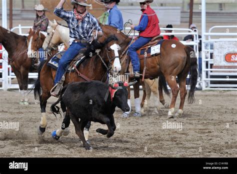 Team Roping, Tie-Down Roping, Calf Roping, Horse, Horses Stock Photo - Alamy