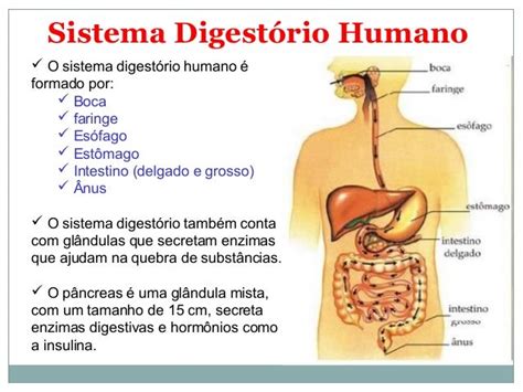 Aula Fisiologia Humana