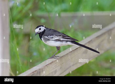 A Single Adult Pied Wagtail Motacilla Alba Perching On A Wooden Fence