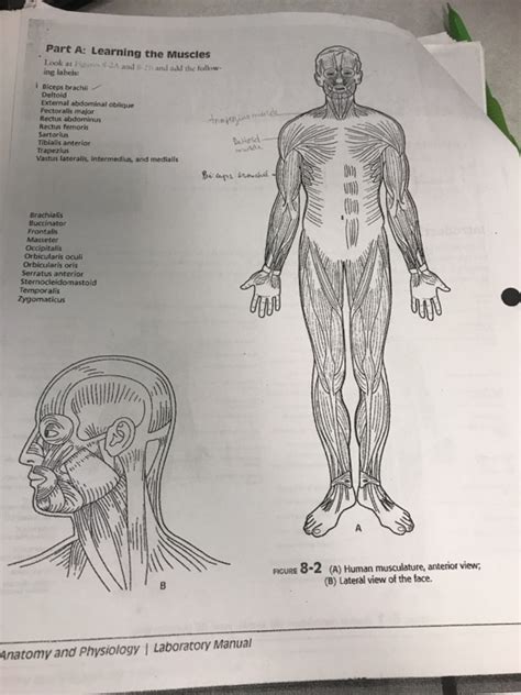 Learning Muscles Anatomy - Anatomical Charts & Posters