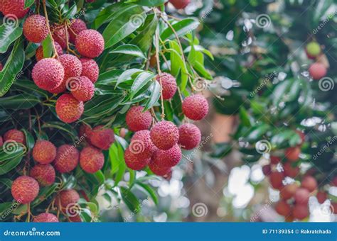 Lychee Fruit Stock Photo Image Of Skin Healthy Orchard 71139354