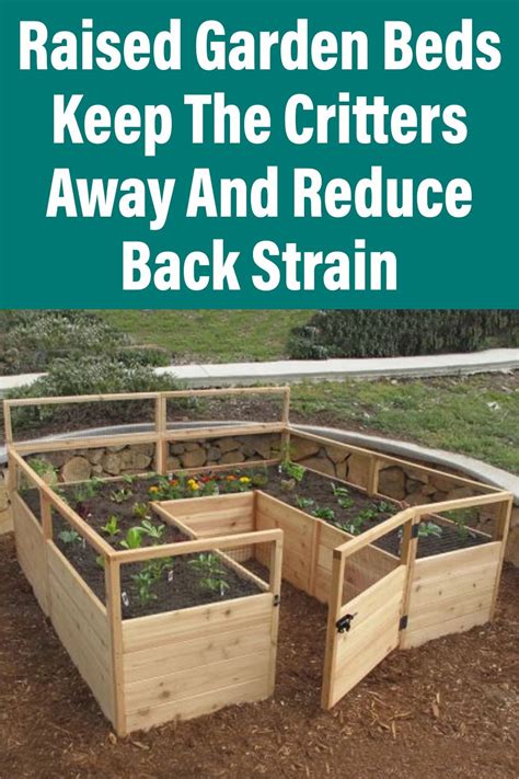 Raised Garden Beds Keep The Critters Away And Reduce Back Strain