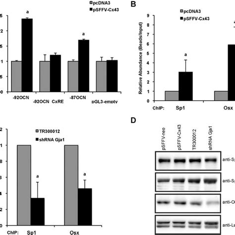 Cx43 Gap Junctions Regulation Of The Ocn Proximal Promoter Activity Download Scientific