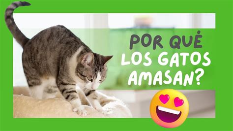 Porque Los Gatos Amasan Descubre Que Es Y Que Significa El Que Los