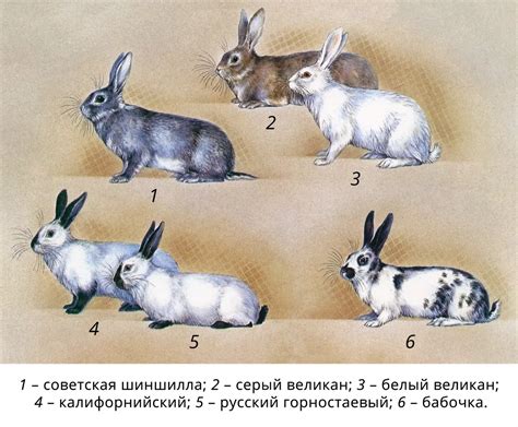 Аллель. Большая российская энциклопедия
