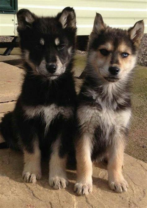 German Shepherd Siberian Husky Mix Puppies | PETSIDI