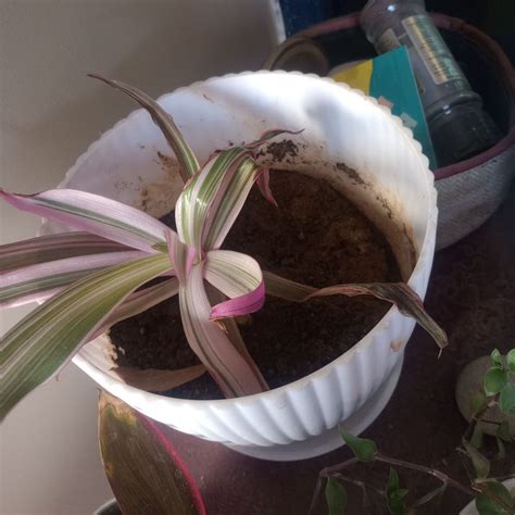 Tradescantia albiflora 'Albovittata' Plant Care: Water, Light ...