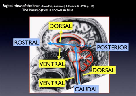 Neuroanatomy Exam Objectives Flashcards Quizlet