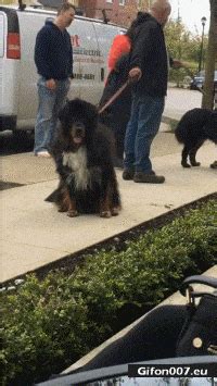 Gif 663: Funny Dog Sitting, Video, Gif | Gifon007.eu