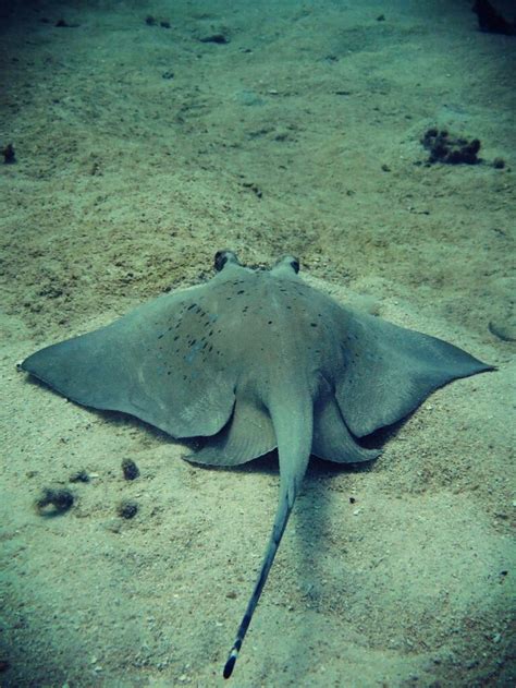 Blue spotted stingray | Cool sea creatures, Sea animals, Sea creatures