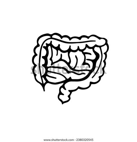 Intestines Human Internal Organs Vector Drawing Stock Vector (Royalty Free) 2380320545 ...