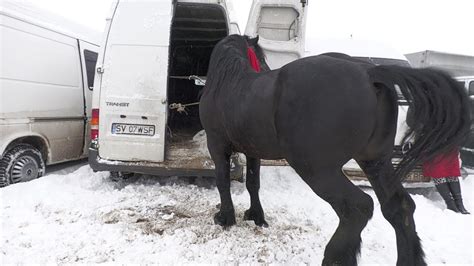 Arm Sar Ani Dl Viorel Furnic De La Capu Codrului Suceava