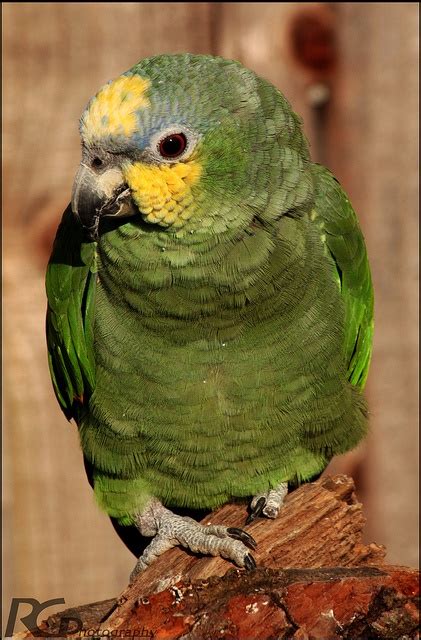 53 best Macaw Parrots images on Pinterest | Parrots, Parakeets and Beautiful birds