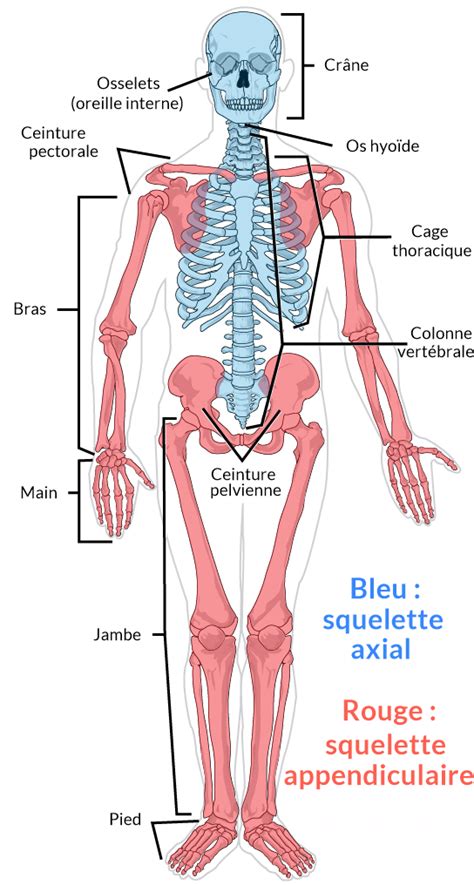 Fonction Du Système Squelettique