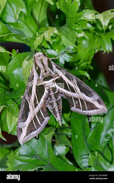 Vine Sphinx Moth Or Hawk Moth Eumorpha Vitis On Green Leaves