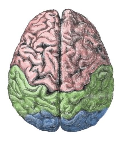 Ch Brain Anatomy Flashcards Quizlet