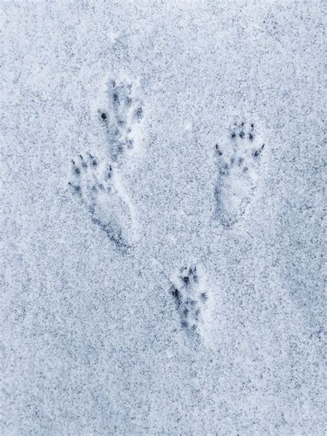 5 Animal Tracks You Can Identify In Your Yard Animal Tracks Animal