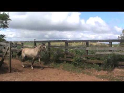 POTROS CRIOULOS A VENDA SANTA MARIA RS YouTube