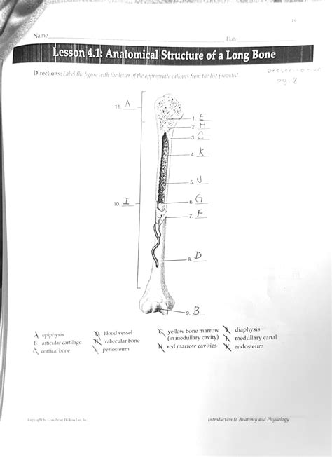 Lesson 4 1 Anatomical Structure Of A Long Bone 19 Name Date Lesson 4