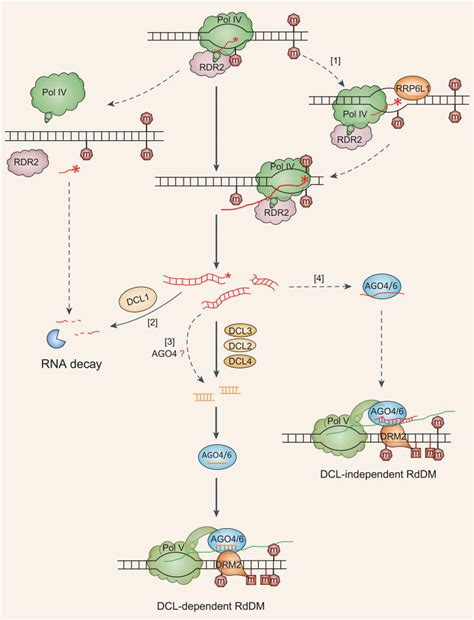 New Discoveries Generate New Questions About Rna Directed Dna