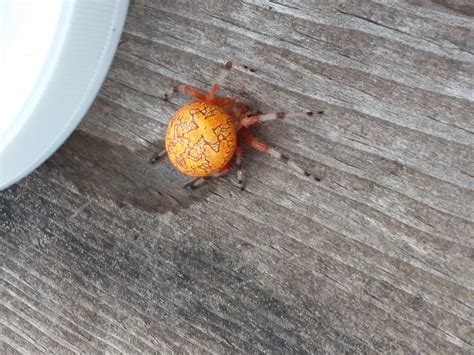 Unidentified spider in NE Iowa, Iowa United States