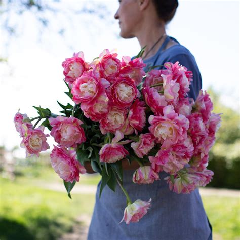 Tulip Double Sugar – Floret Library