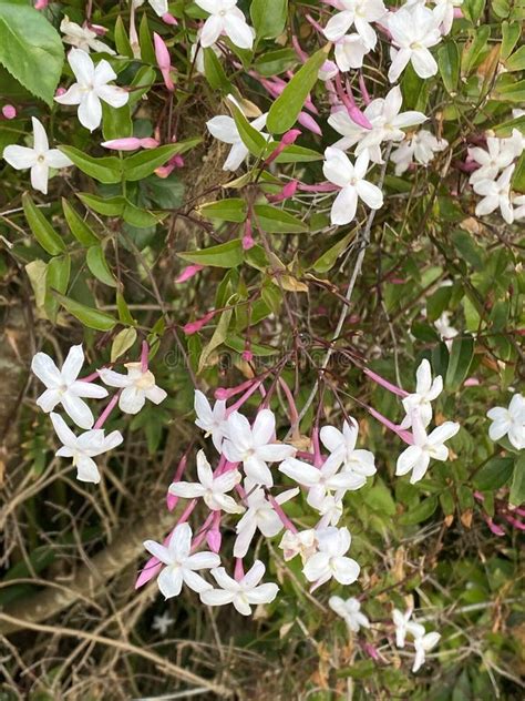 Foto De La Flor De Jasmino Oficial Común Jazmín O Jazmín De Verano