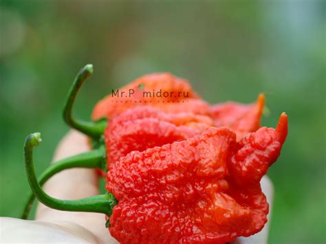 Острый перец Carolina Reaper Каролинский Жнец Каролина Рипер