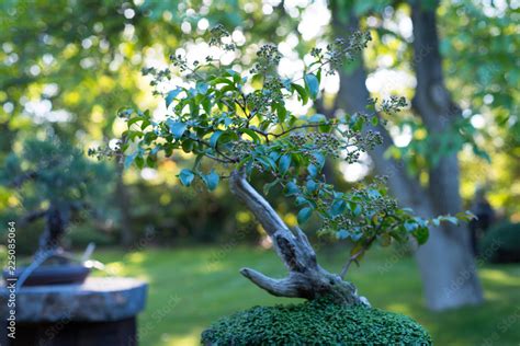 Japanese bonsai in the Japanese garden Stock Photo | Adobe Stock