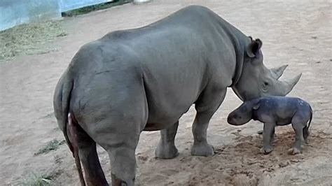 Endangered Baby Black Rhino Takes First Steps – NBC 5 Dallas-Fort Worth