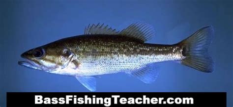 Spotted Bass Fishing Bass Fishing Teacher