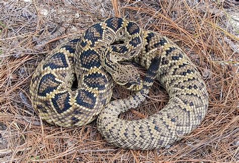 Which State Has More Venomous Snakes Florida Or Louisiana Worldatlas