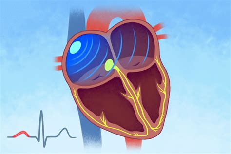 The Hearts Electrical System Anatomy And Function