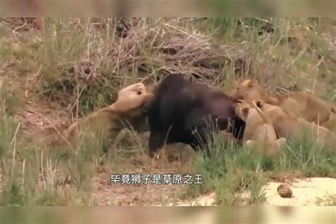 3只狮子追杀野牛，不料野牛突然发飙，镜头拍下惨烈的一幕