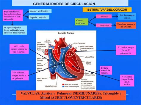 GENERALIDADES DE CORAZÓN Blog de Fisiología Médica